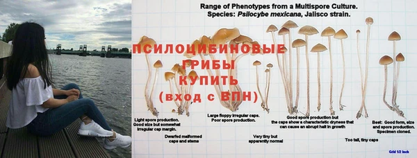 ешки Аркадак